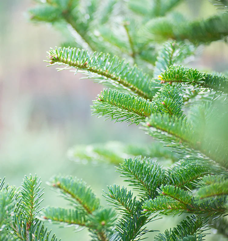 Fraser Fir