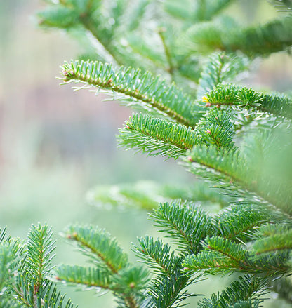 Fraser Fir