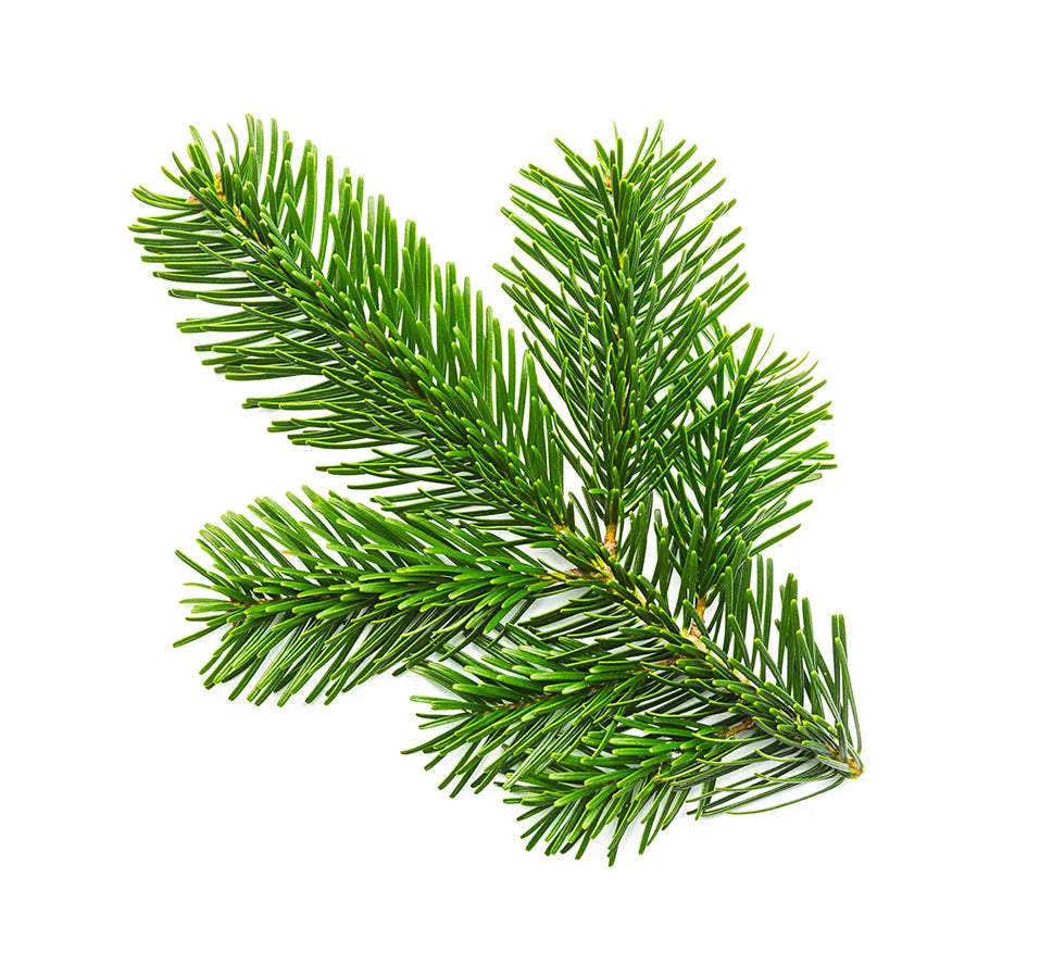 Nordmann Fir