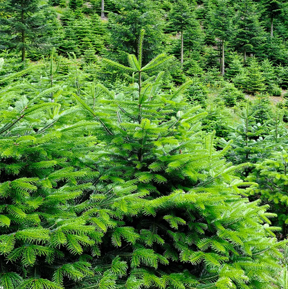 Nordmann Fir