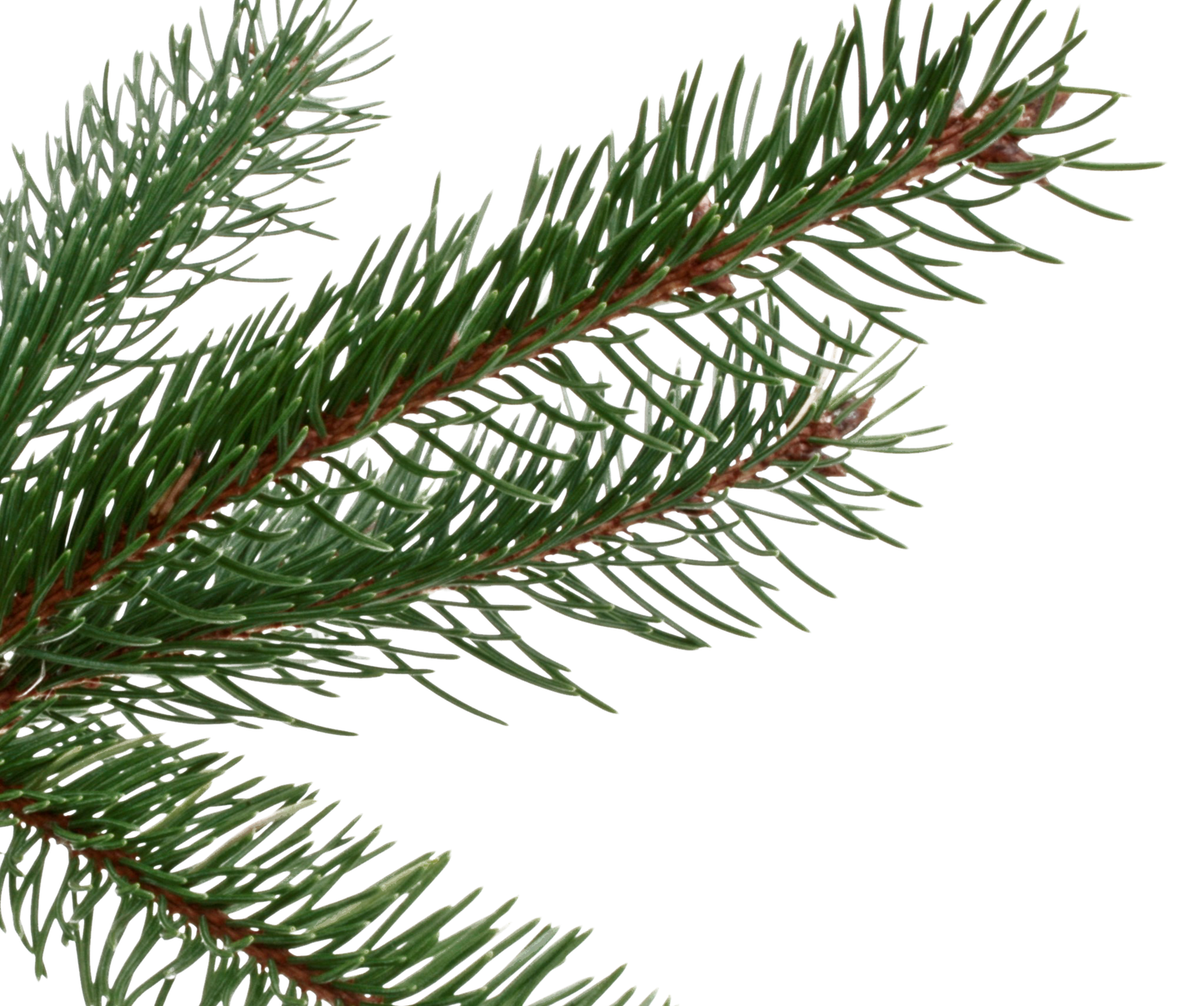 Norway Spruce