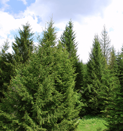 Norway Spruce