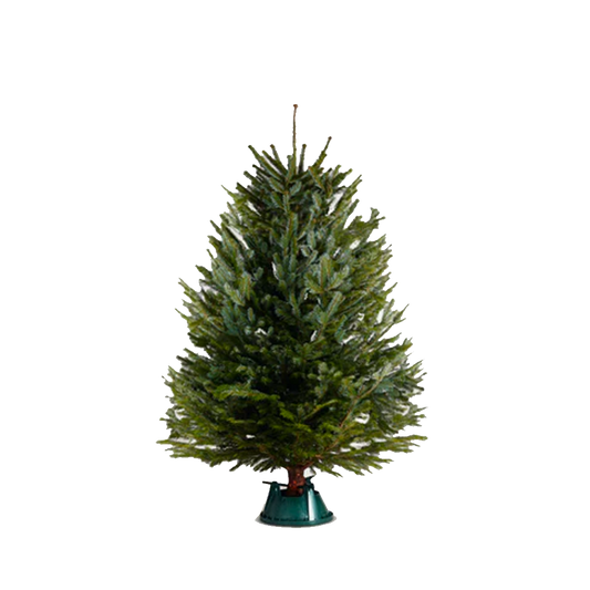 Nordmann Fir