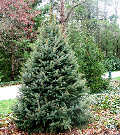 Fraser Fir